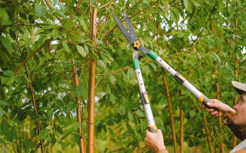 Tree trimming in Millwood, WV