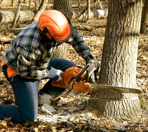 Tree Removal in Millwood, WV